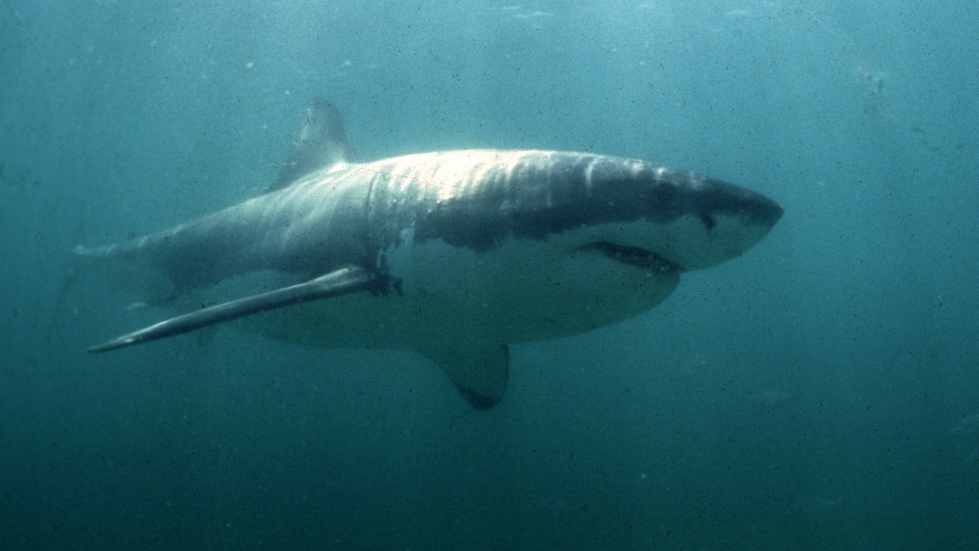 Dos submarinistas se encuentran cara a cara con un gran tiburón blanco y lo filman