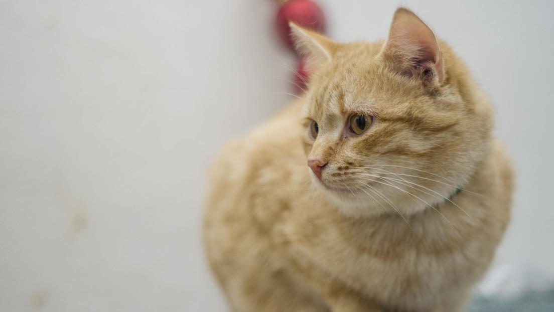 VIDEO: La transformación del gato callejero "más triste" al "más feliz" tras ser adoptado
