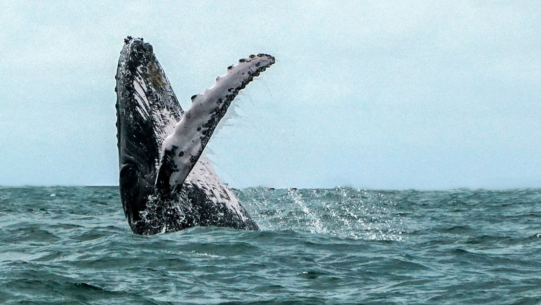 VIDEO: Dos ballenas jorobadas voltean en el aire frente a dos pescadores