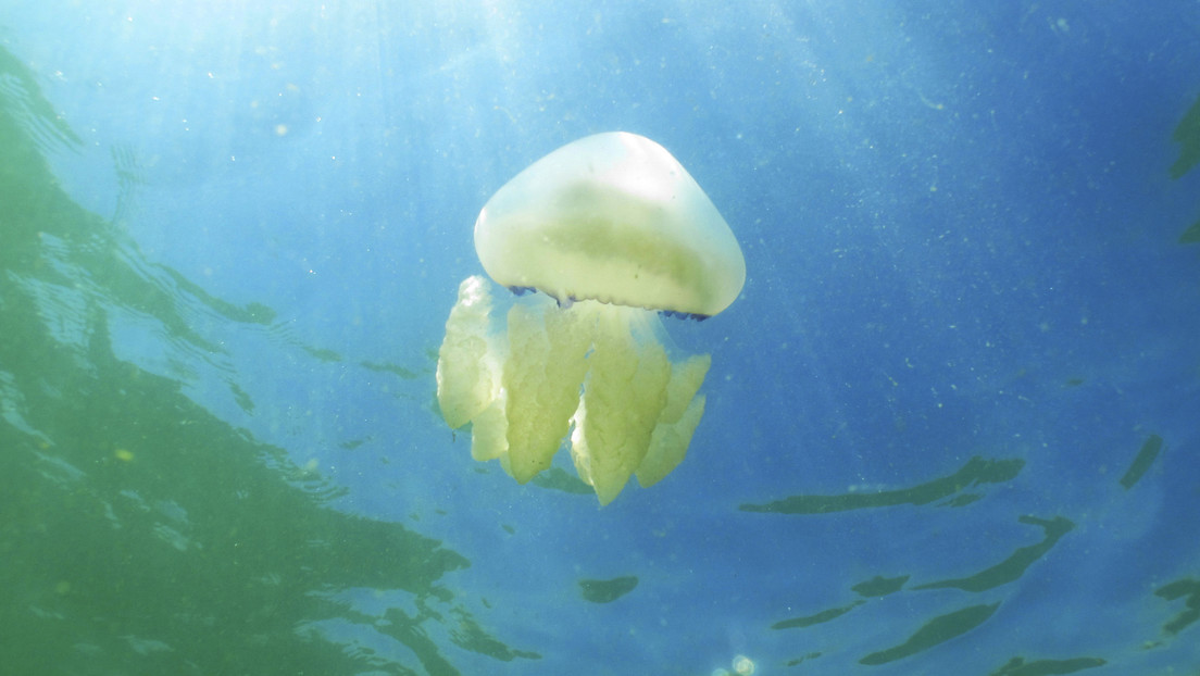 VIDEO: Unas piragüistas filman a una de las medusas más grandes del mundo en la costa de Irlanda
