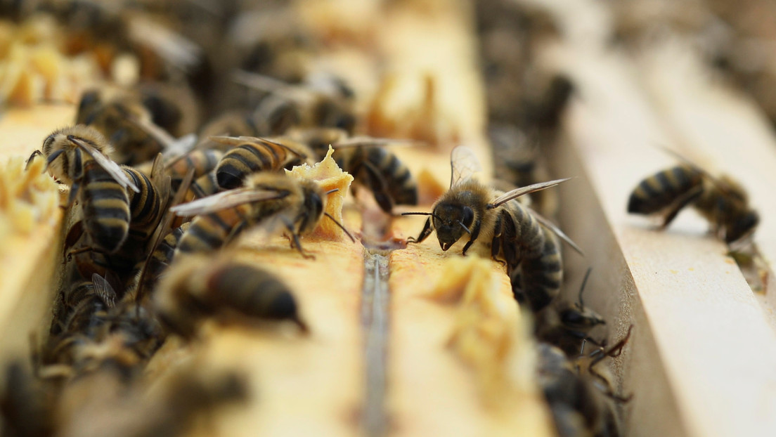 Científicos consideran que el veneno de abeja es "extremadamente potente" para matar las células del cáncer de mama
