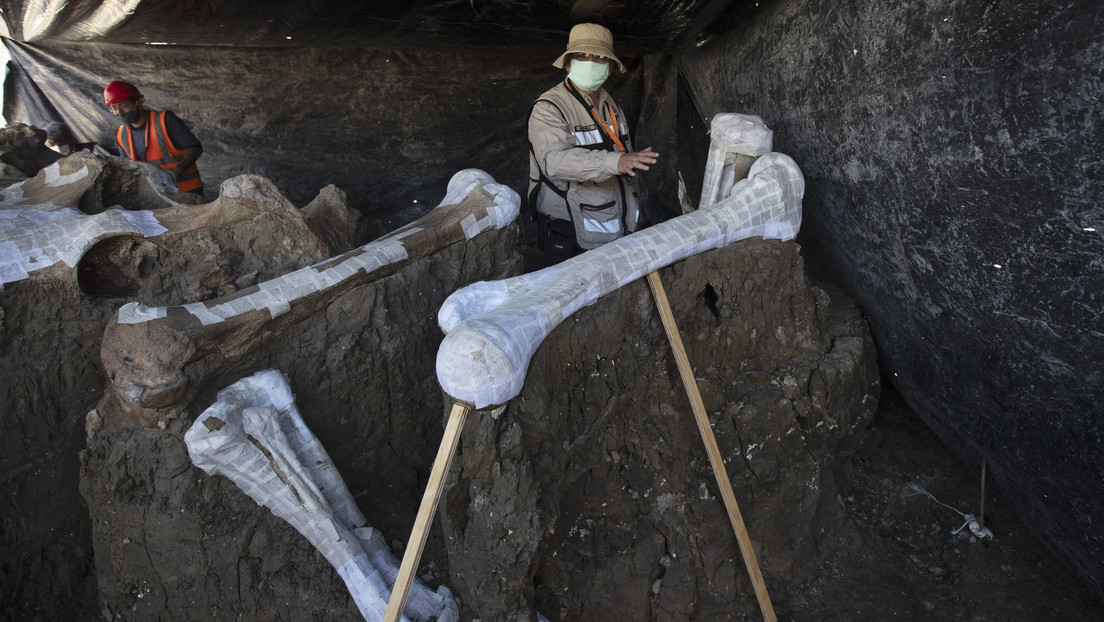 Desentierran el mayor cementerio de mamuts del mundo en el lugar que ocupará el nuevo aeropuerto de la Ciudad de México