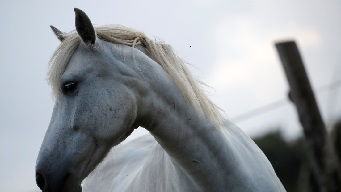Un extraño caso de mutilaciones de caballos en serie mantiene en vilo a Francia