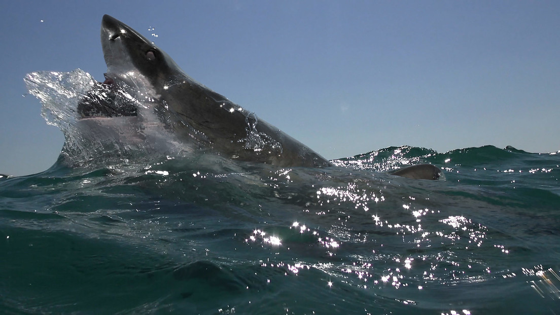 VIDEO: Un enorme tiburón blanco asusta a varios hombres al sacudir y morder el motor de su bote