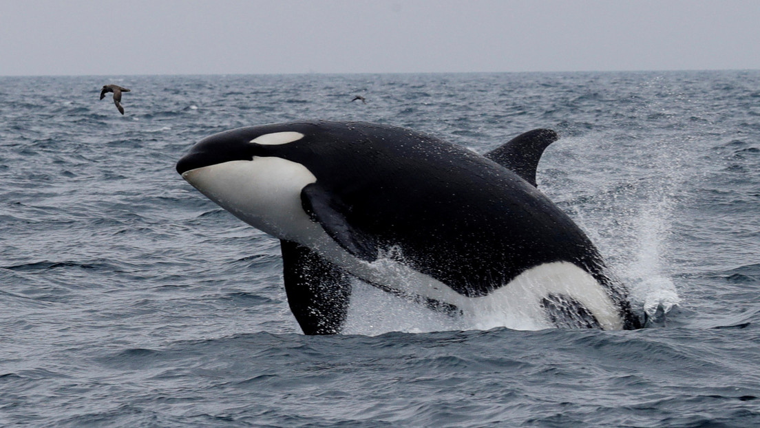 Orcas agresivas que rompen, atacan y acosan barcos desconciertan a los científicos: ¿por qué ese comportamiento?