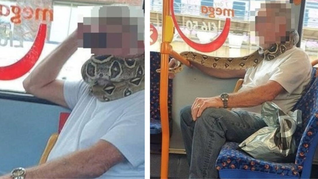 FOTO: Un hombre lleva una serpiente en el cuello en vez de una mascarilla para cubrir la cara en un autobús