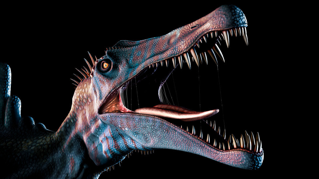 Estudio de unos 1.200 dientes fosilizados confirma que el enorme espinosaurio de 'Parque Jurásico' fue un depredador acuático
