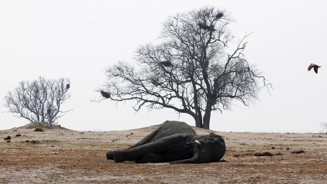 Resuelven el misterio de la  muerte de 34 elefantes en Zimbabue