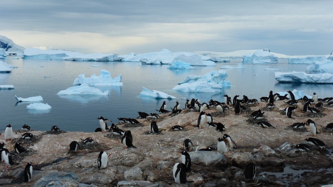 El deshielo en la Antártida deja al descubierto un intrigante cementerio de pingüinos