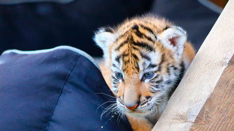 Una mujer pasea a un tigre en un lujoso centro comercial de Ciudad de México