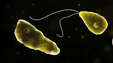 Un niño muere tras infectarse con una ameba 'comecerebros' cuando nadaba en un lago en Florida