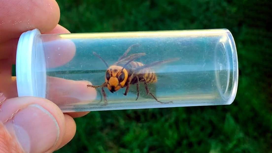 VIDEO, FOTOS: Atrapan vivo a un avispón asiático 'asesino' en Washington