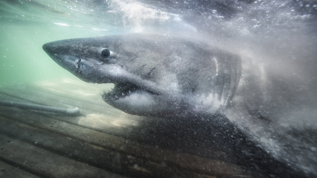 VIDEO: Capturan un enorme tiburón blanco de más de tonelada y media apodado la 'Reina del océano'