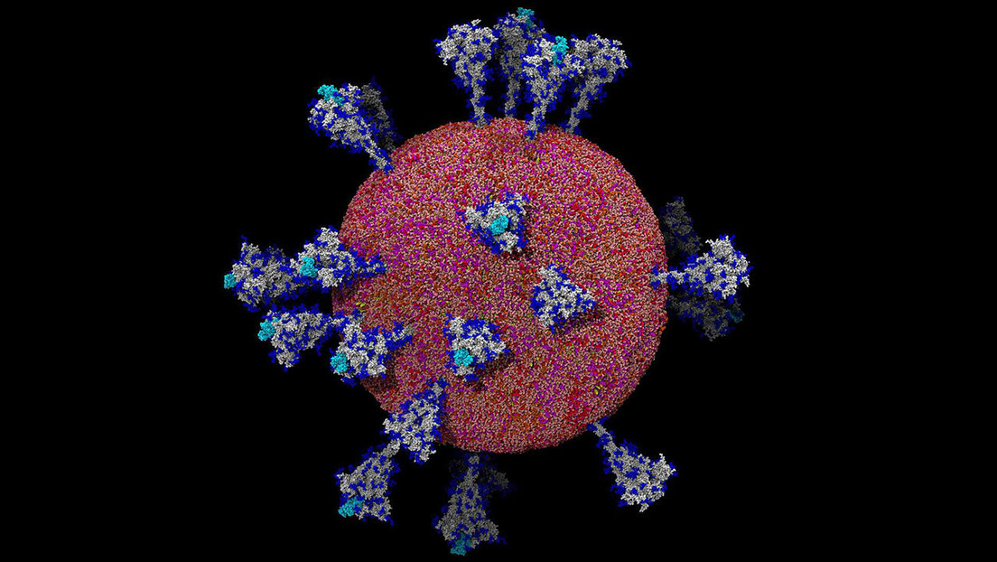 Imágenes detalladas de la estructura del SARS-CoV-2 ayudaron a entender cómo el virus ataca a las células (FOTOS)