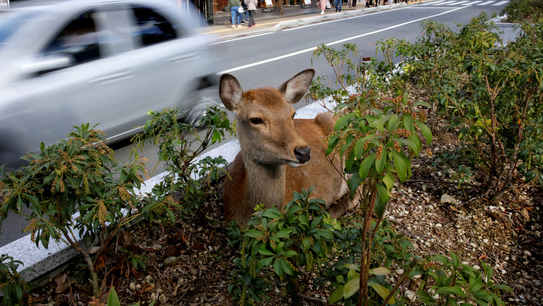 Un japonés inventa un empaque comestible para salvar a los ciervos sagrados de Nara, luego que varios ejemplares murieran por comer bolsas de plástico