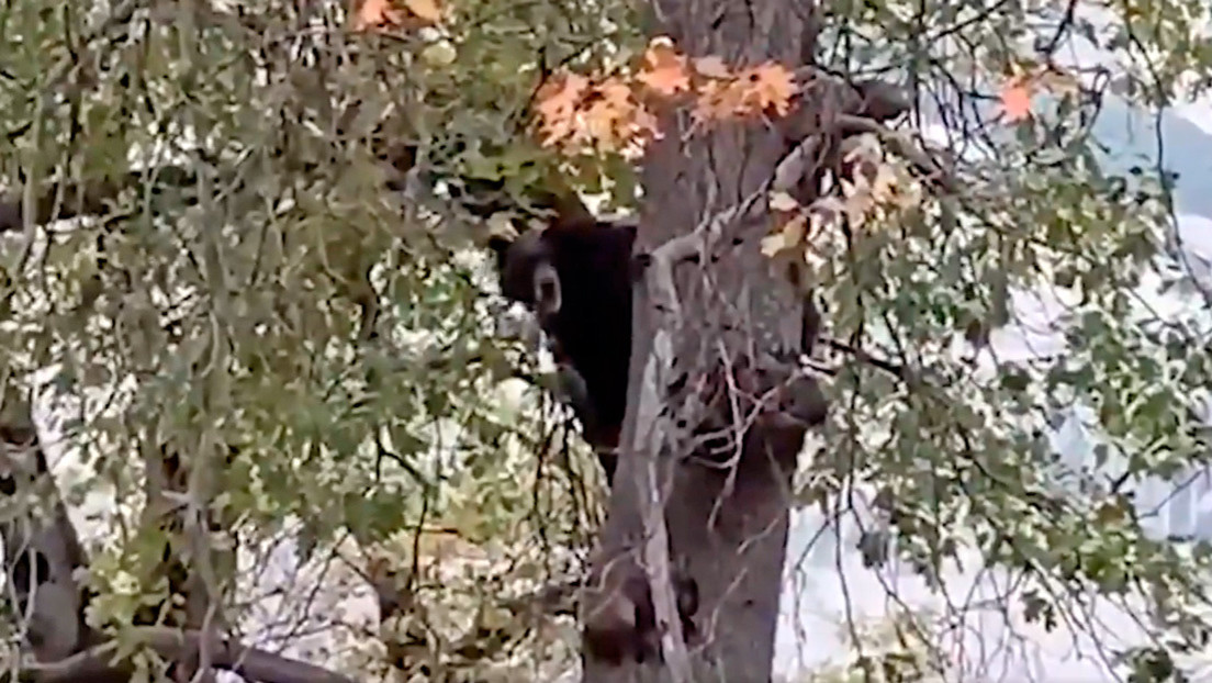 VIDEO: Un oso interpreta un 'concierto a capela' desde un árbol y los internautas lo comparan con Chewbacca de 'La Guerra de las Galaxias'