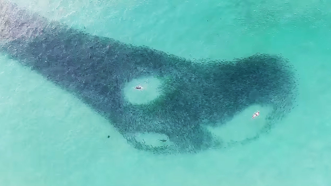 Un dron graba a varios tiburones a pocos metros de bañistas desprevenidos (VIDEO)