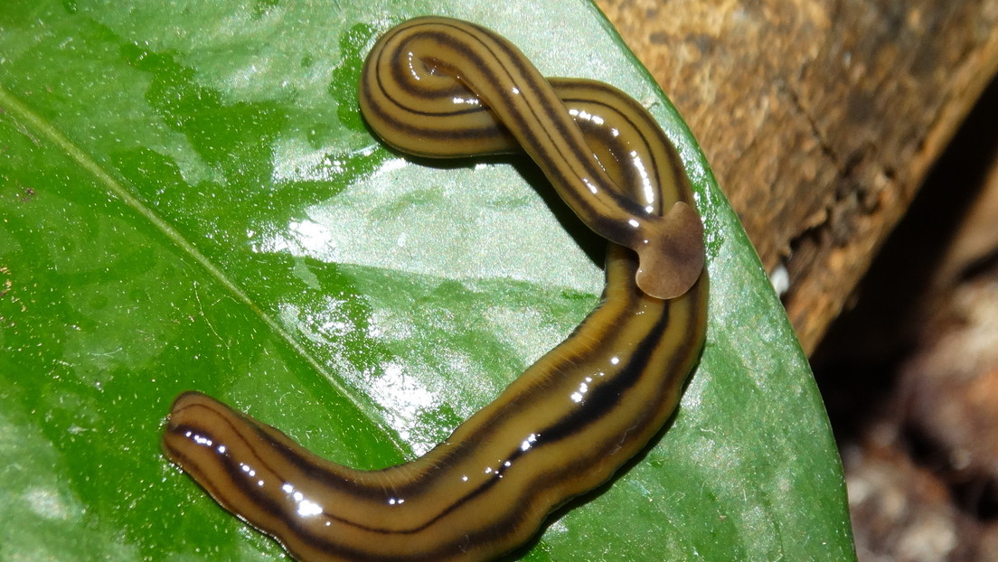 Encuentran en Virginia un gusano depredador invasivo que crece hasta 30 cm y puede sobrevivir tras ser cortado en 300 partes