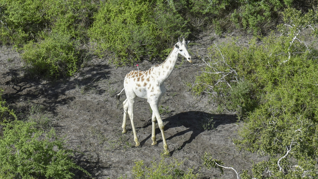 Dotan a la última jirafa blanca del mundo con un GPS para protegerla de los furtivos