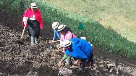 Mujeres indígenas rescatan la 'mashua' en Ecuador, un tubérculo al que se le atribuyen propiedades medicinales