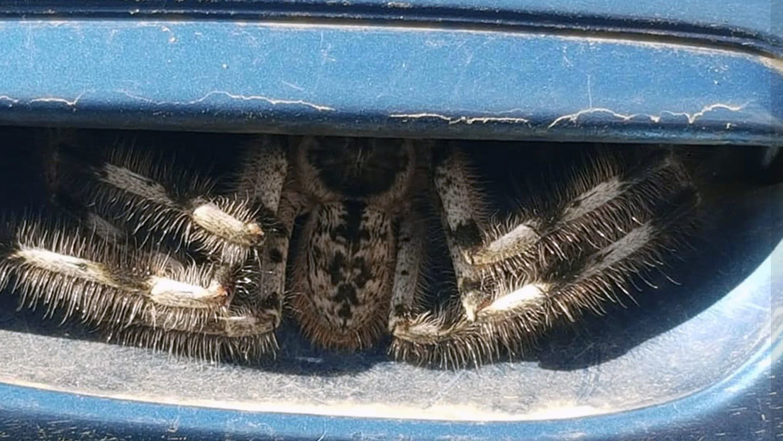 FOTOS: Una mujer australiana descubre una enorme y terrorífica araña escondida en la puerta de su auto