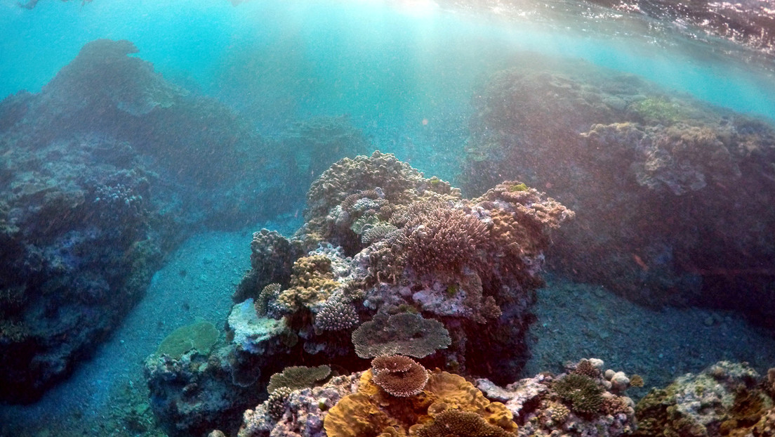 Alertan de que la Gran Barrera de Coral alcanzó un nivel de conservación "crítico" por el impacto del cambio climático