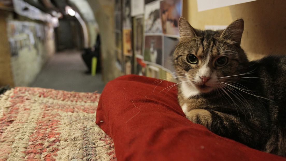 Los gatos guardianes del Hermitage heredan 3.000 euros de un benefactor francés