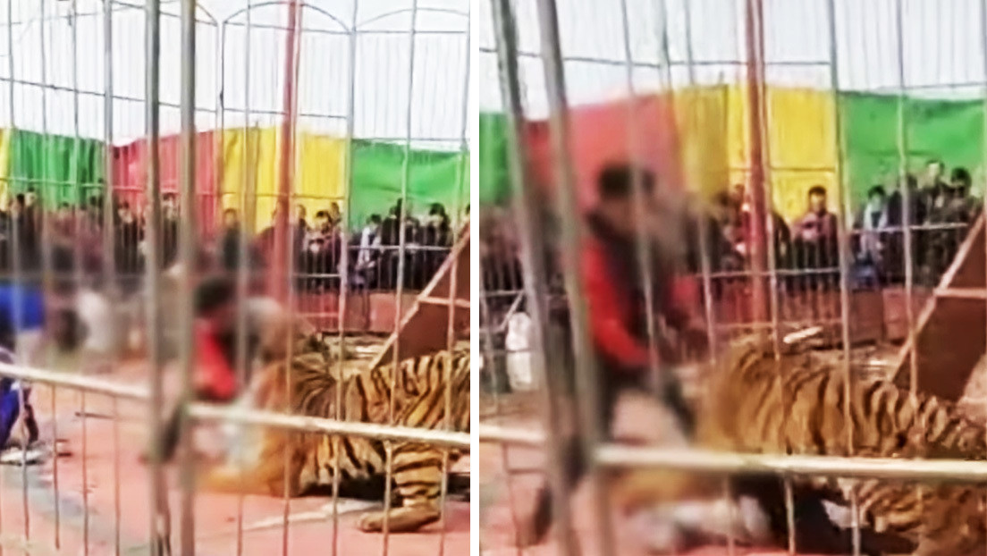 VIDEO: Un domador es atacado por un tigre de circo ante el horror del público