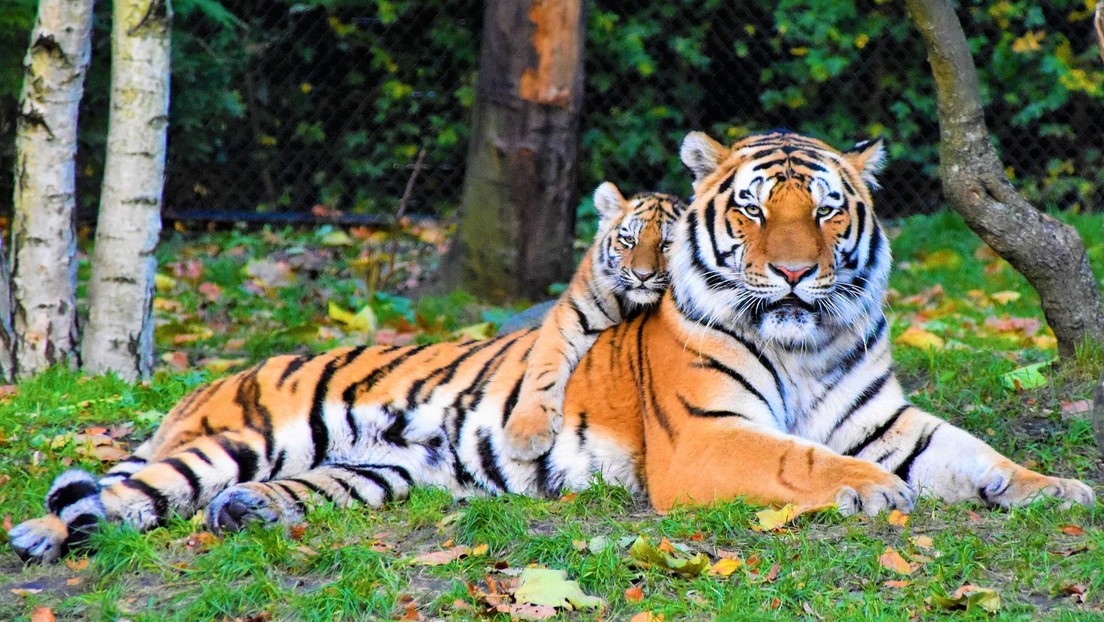 Un albergue para animales salvajes chino habría vendido pieles de tigres en peligro de extinción y elaborado un vino 'afrodisíaco' con sus huesos