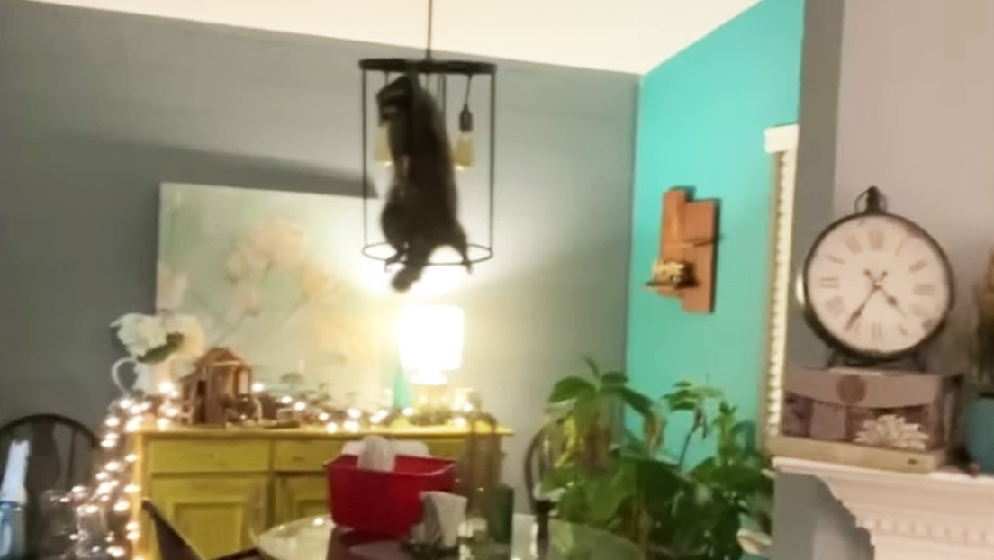 Regalo inesperado: descubre un mapache escondido en su árbol de Navidad (VIDEO)