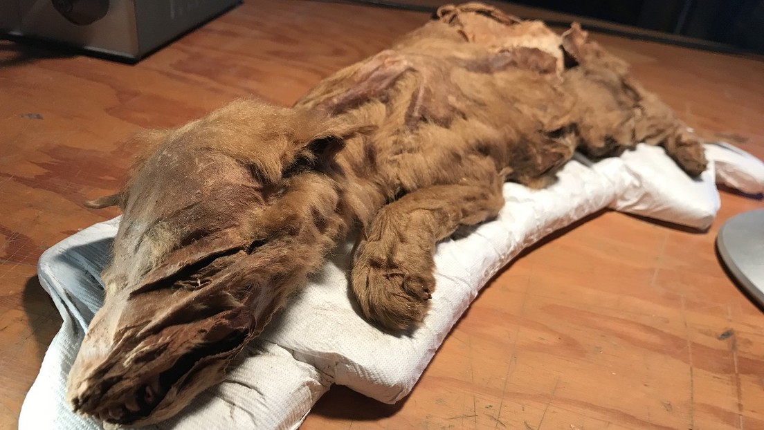 FOTOS: La momia de lobo prehistórico mejor conservada revela sus secretos