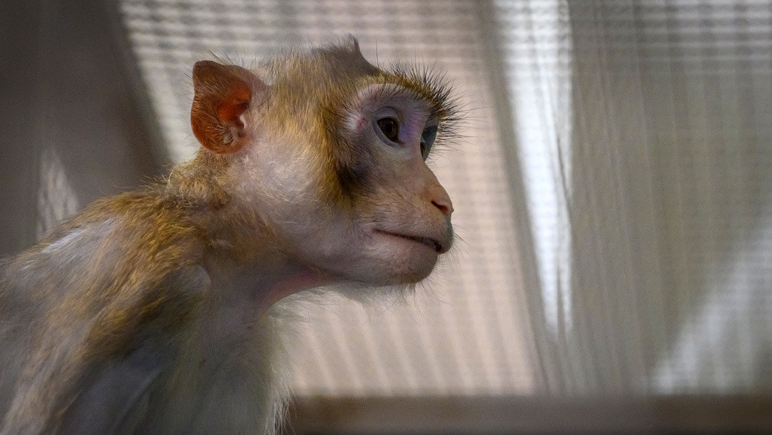 Revelan que 27 monos fueron sacrificados en un centro de la NASA en un solo día