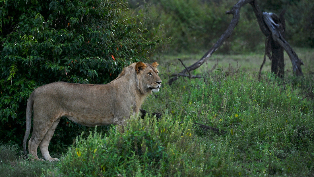 FOTOS: Investigador se defiende a codazos del ataque de un león y se salva de milagro