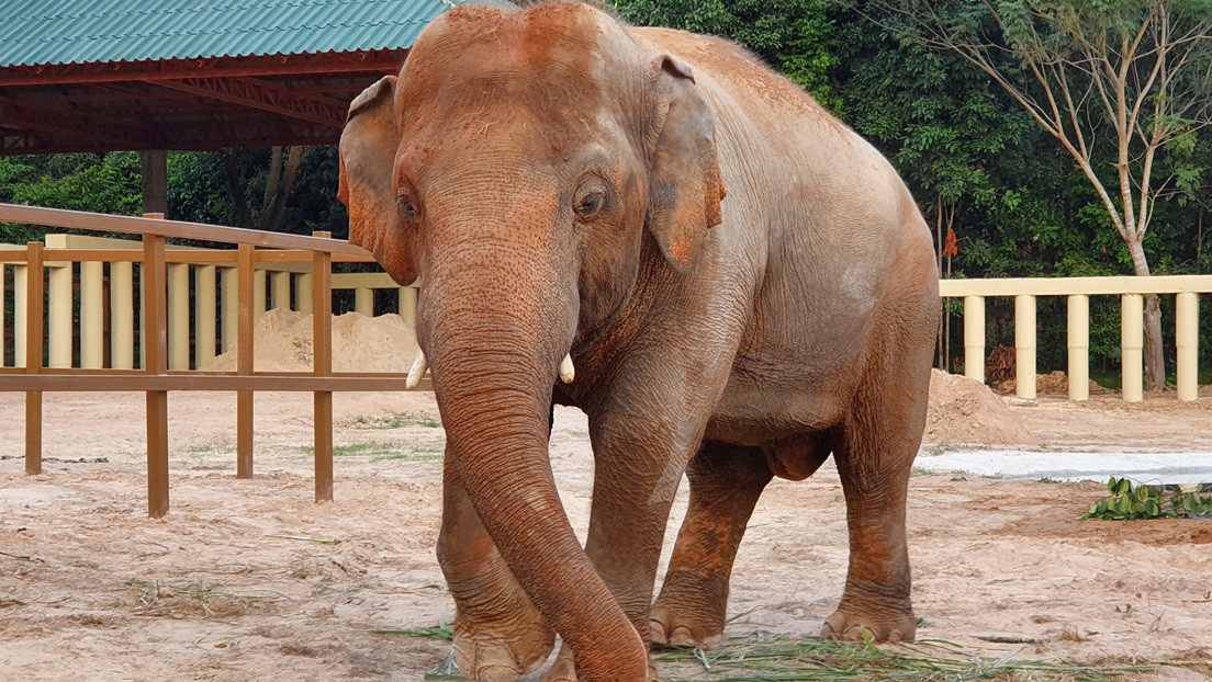 El ‘elefante más solitario del mundo’ se adapta a su nuevo hogar en Camboya y muestra interés hacia una hembra