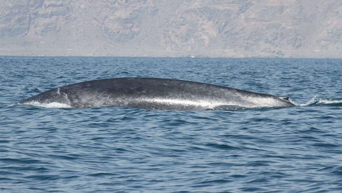 Descubren una población desconocida de ballenas azules cerca de Madagascar gracias a su singular canto