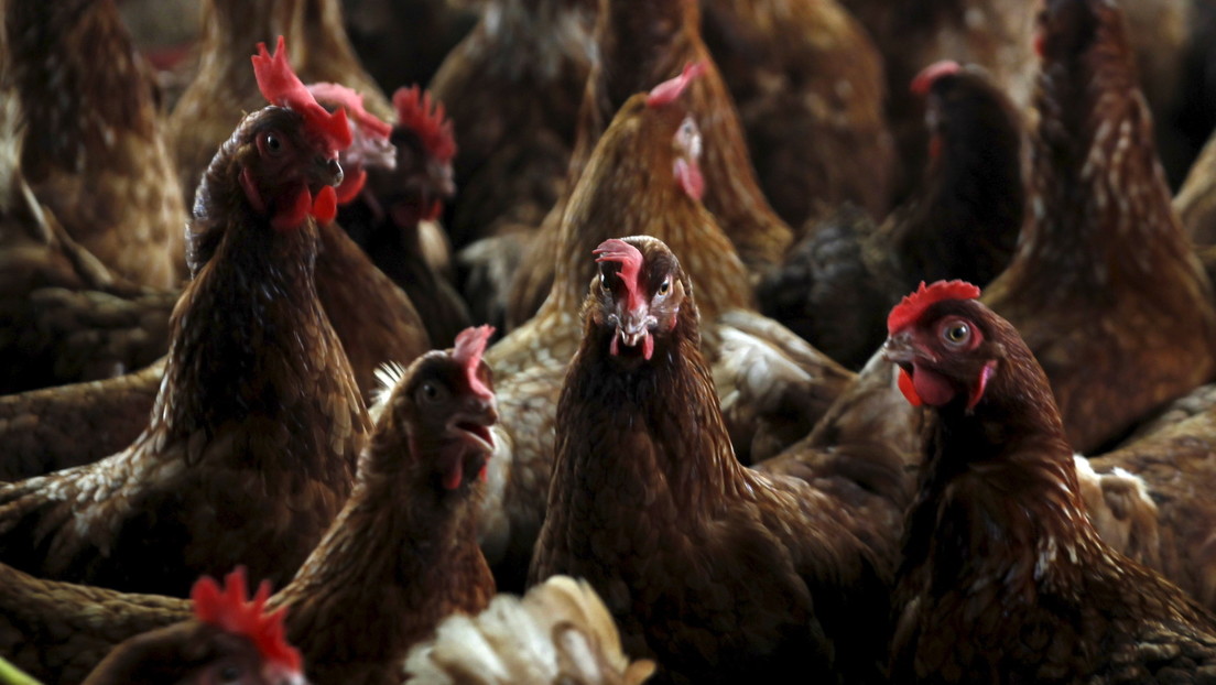 Francia ordena el sacrificio de aves de corral en casi 100 municipios para contener los brotes de gripe aviar