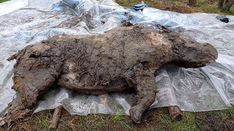 Hallan un rinoceronte lanudo bien conservado, que estuvo congelado en el permafrost de Siberia durante al menos 20.000 años (VIDEO, FOTOS)