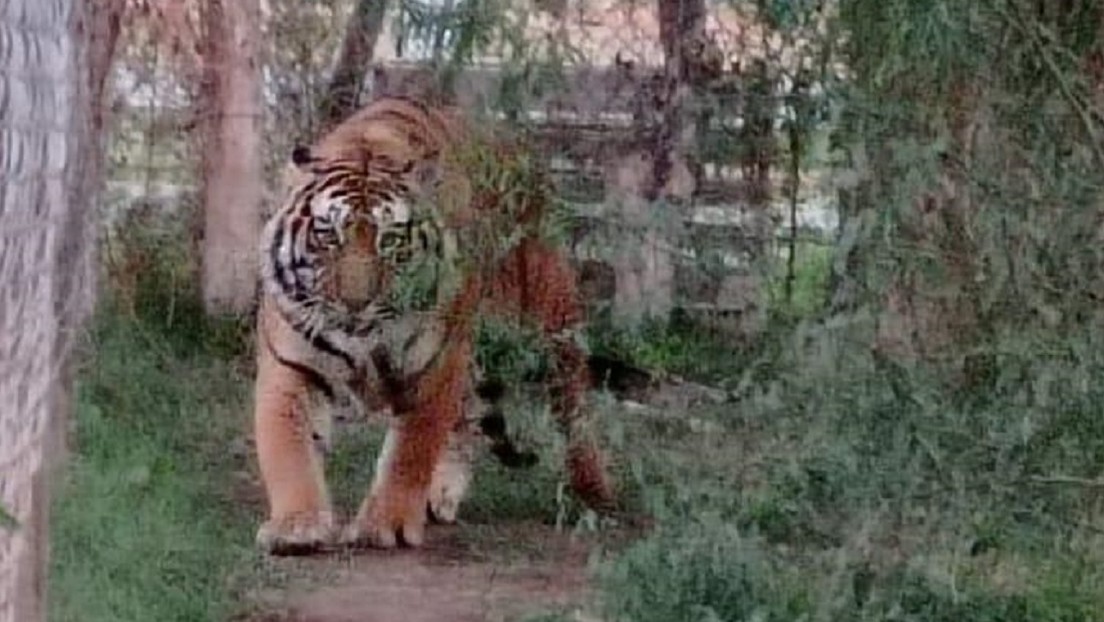Autoridades mexicanas aseguran a una leona y dos tigres de Bengala de un domicilio del norte del país