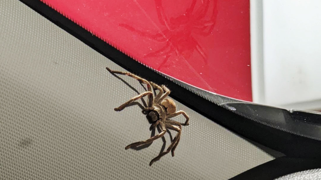 "Estaban haciendo una fiesta": Saca una enorme araña cazadora de su coche y se lo encuentra después lleno de telarañas (FOTOS)