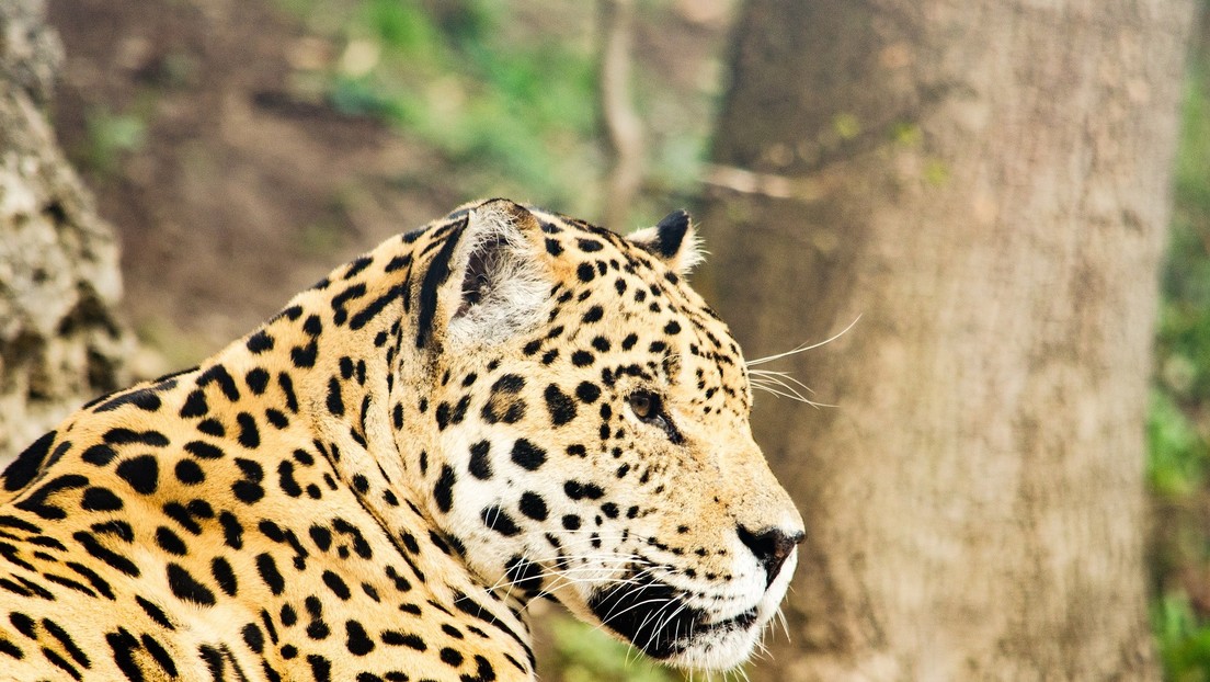 Imágenes desconcertantes: un jaguar mata a otro felino salvaje y los científicos culpan al cambio climático
