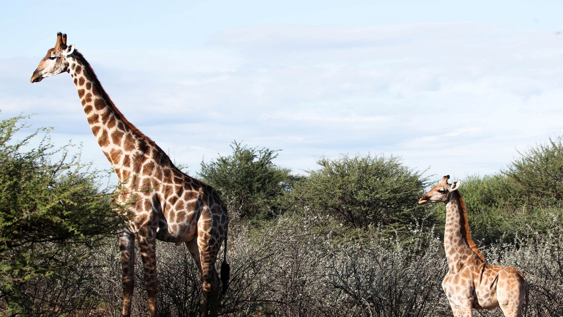 Científicos quedan atónitos al descubrir jirafas enanas (VIDEO)