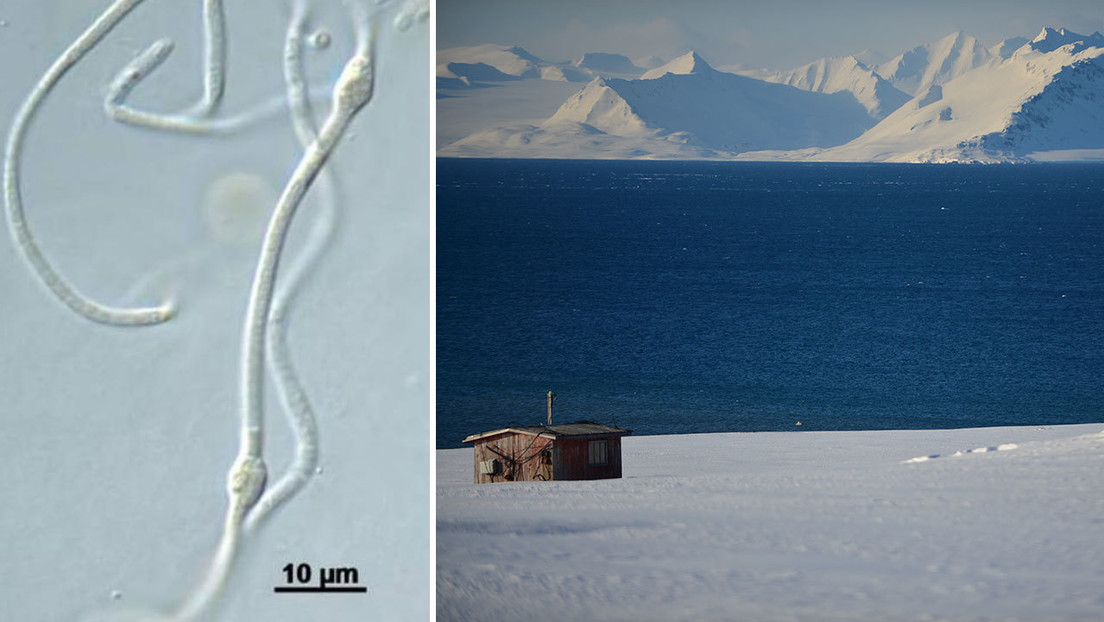 Descubren y cultivan en el Ártico una bacteria desconocida que se hacía pasar por otra