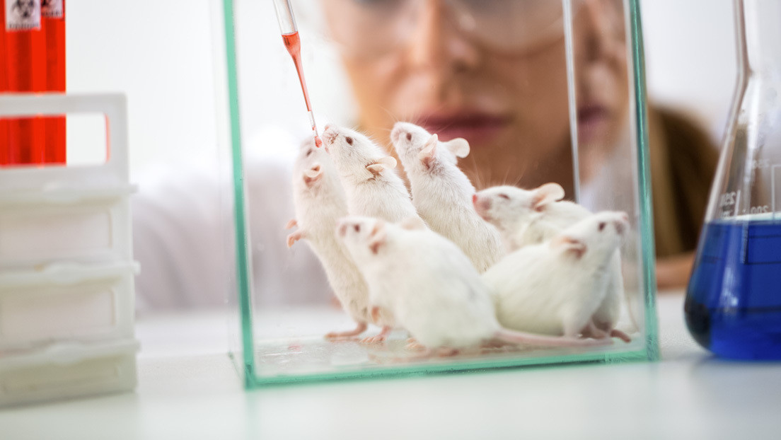 Calculan cuántos ratones y ratas usan anualmente los científicos en EE.UU.