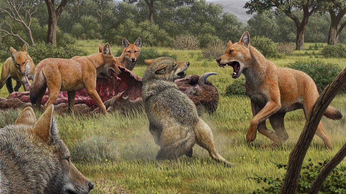 Descubren que los lobos prehistórico no son parientes cercanos de los lobos grises