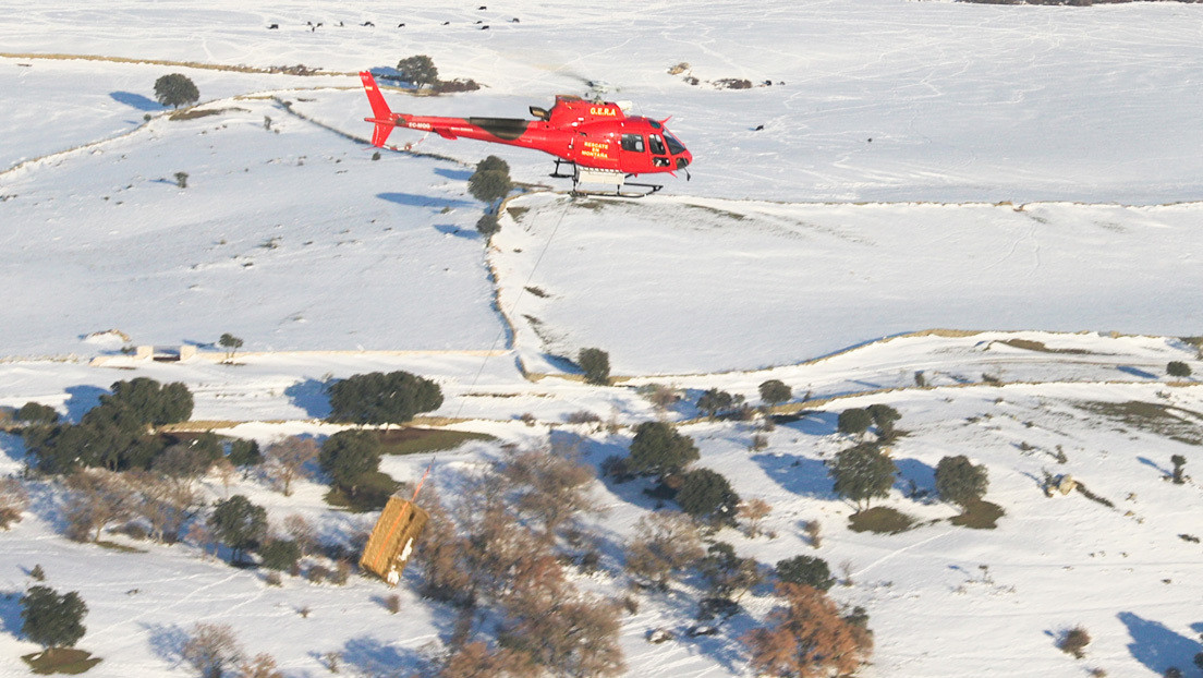 VIDEO: Alimentan desde un helicóptero a 400 animales que habían quedado aislados por la histórica nevada