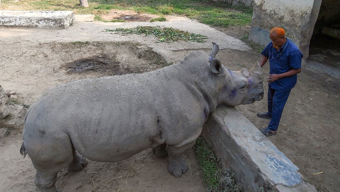 Una rinoceronte de Bangladés "necesita una pareja desesperadamente" pero el zoo no puede proporcionársela por la pandemia de covid-19