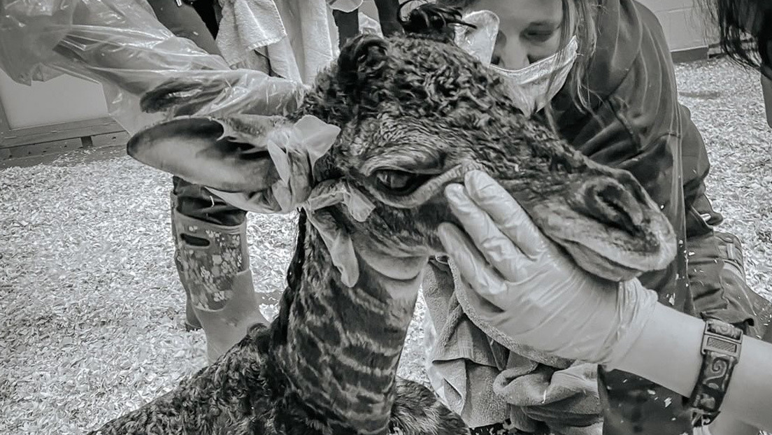 Una jirafa recién nacida en el zoo de Nashville muere tras ser pisada accidentalmente por su madre