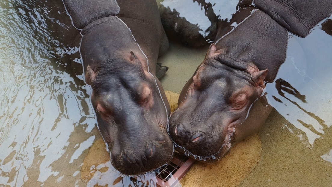 Científicos advierten de la amenaza ambiental que suponen los hipopótamos de Pablo Escobar y piden sacrificarlos