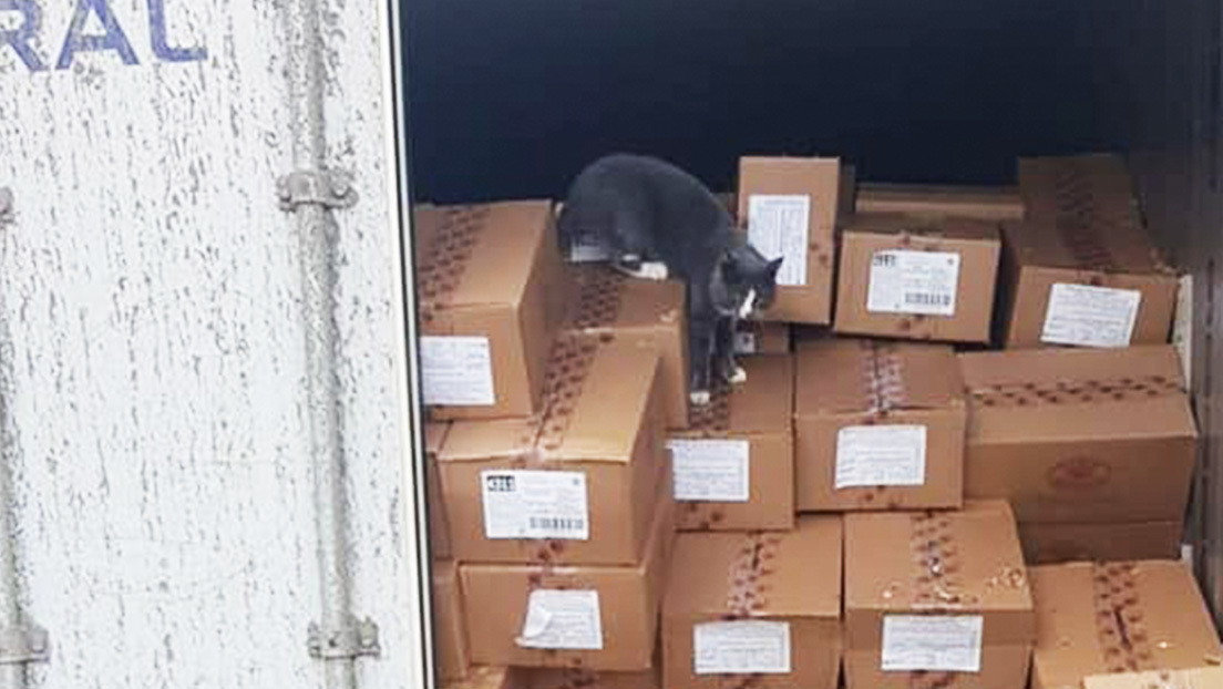 Un gato sobrevive a 3 semanas dentro de un contenedor en alta mar comiendo bombones