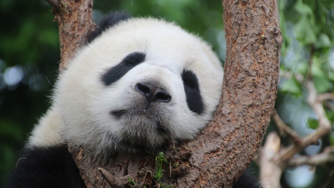 VIDEO: Captan imágenes de un insólito panda gigante albino en China